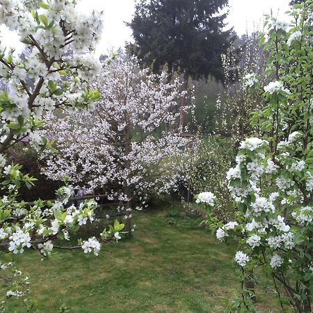 Ferienwohnung Kuckuck Auf Dem Sommerberg Incl Schwarzwaldcard Plus - 2 Zimmer 50Qm Bad Wildbad Εξωτερικό φωτογραφία