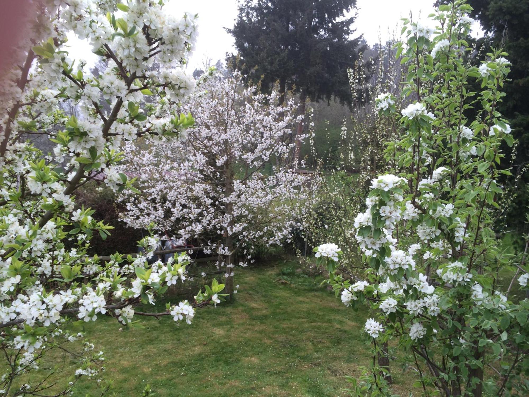 Ferienwohnung Kuckuck Auf Dem Sommerberg Incl Schwarzwaldcard Plus - 2 Zimmer 50Qm Bad Wildbad Εξωτερικό φωτογραφία